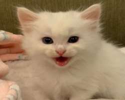She adopted a black and white cat whom she has named Cruella as she hates other animals but loves humans. She also has another white cat named Ripley 